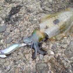 モエモエグリーンに萌え萌え